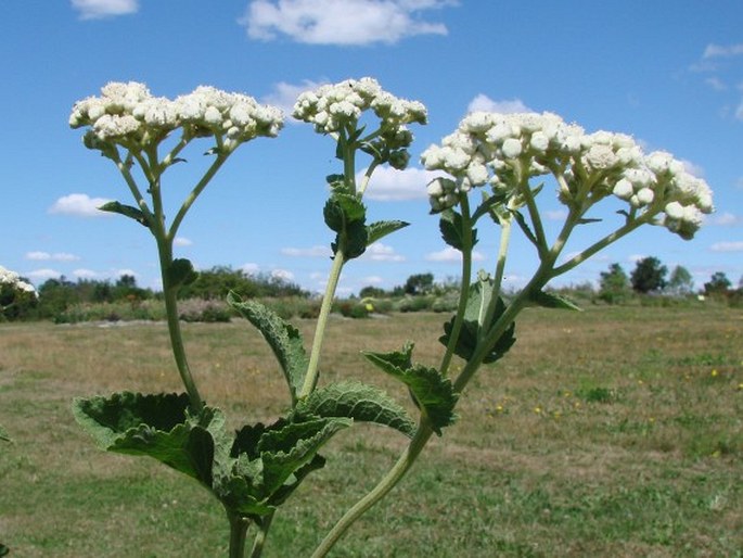 Parthenium integrifolium