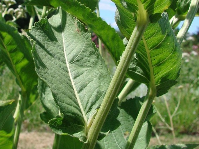 Parthenium integrifolium