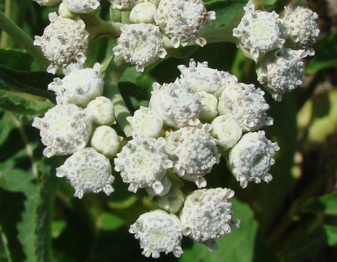 Parthenium integrifolium