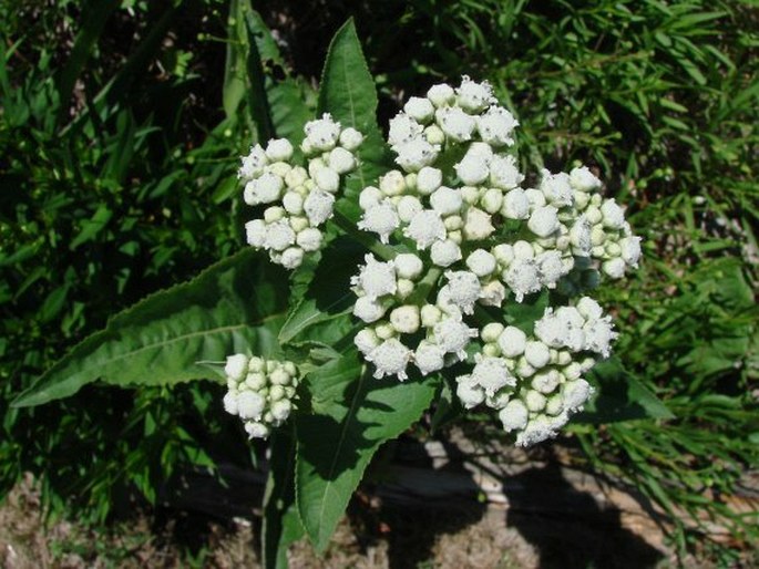 Parthenium integrifolium