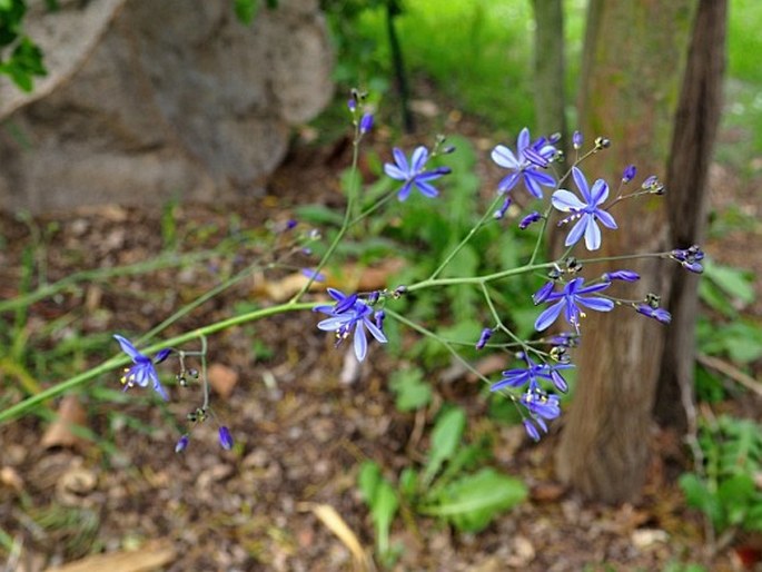 PASITHEA CAERULEA (Ruiz et Pav.) D. Don