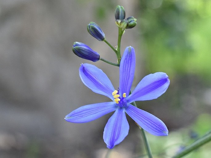 Pasithea caerulea