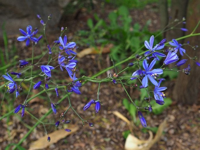 Pasithea caerulea