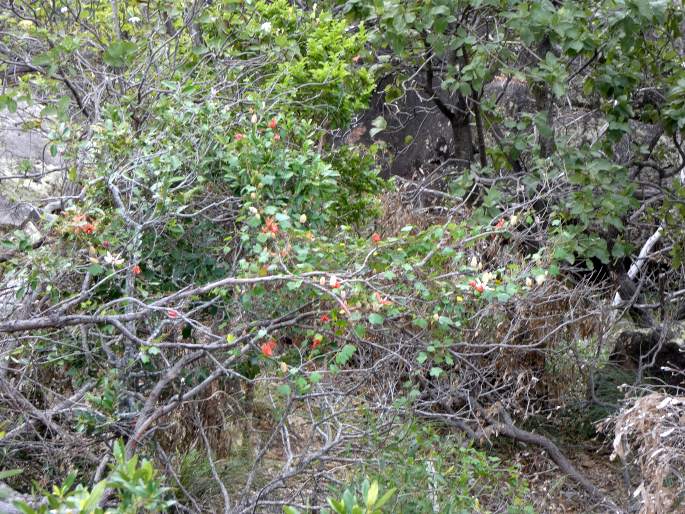 Passiflora aurantia