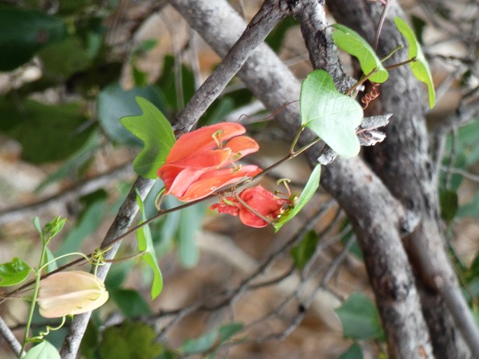 Passiflora aurantia