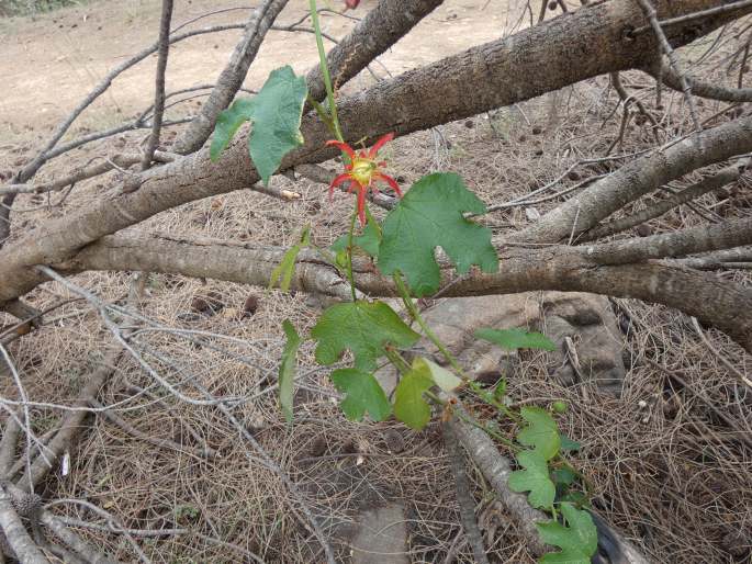 Passiflora cinnabarina