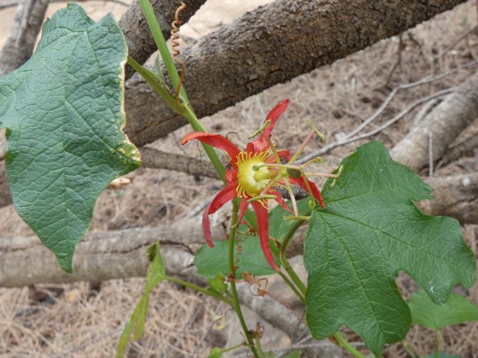 Passiflora cinnabarina