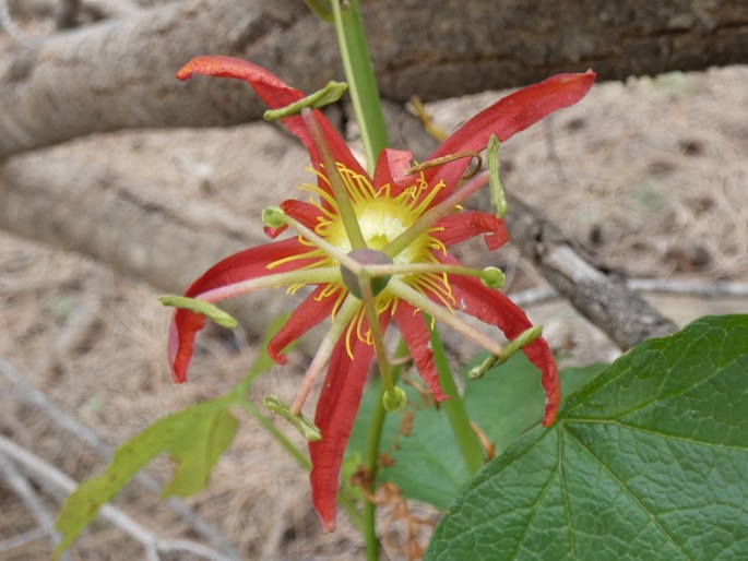 Passiflora cinnabarina