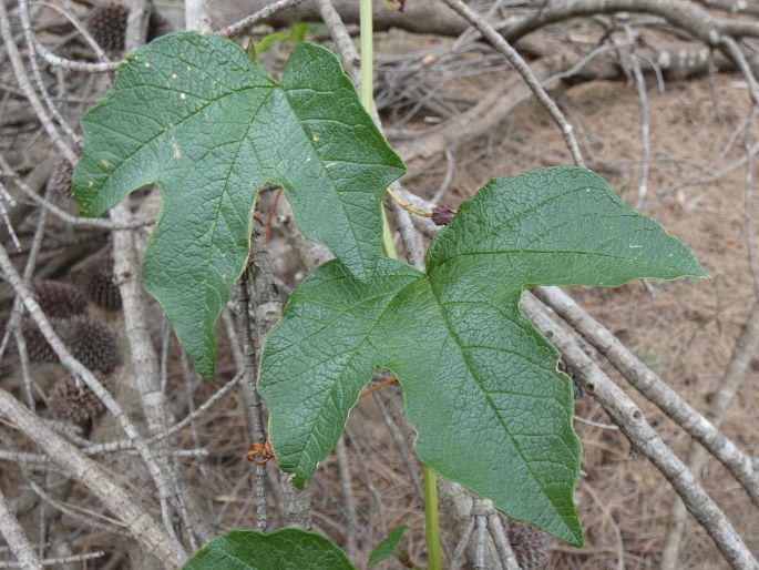 Passiflora cinnabarina