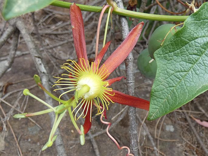 Passiflora cinnabarina