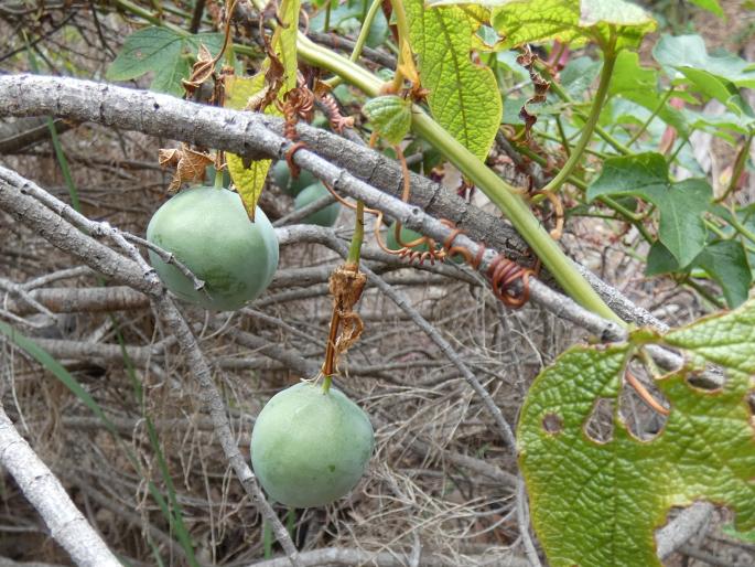 Passiflora cinnabarina