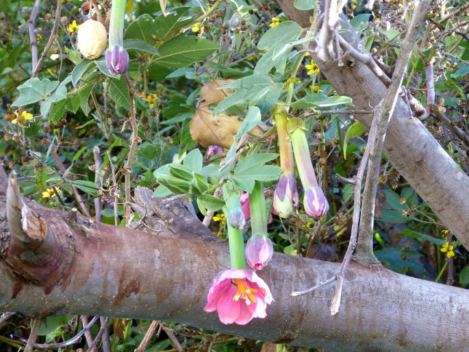 Passiflora mixta