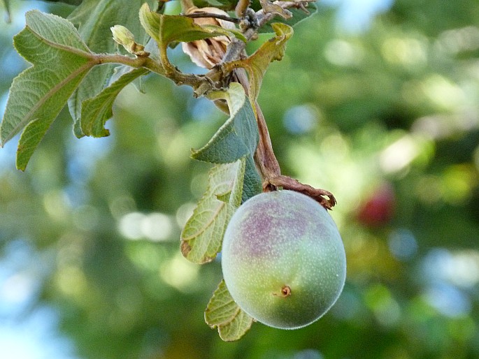 Passiflora mixta