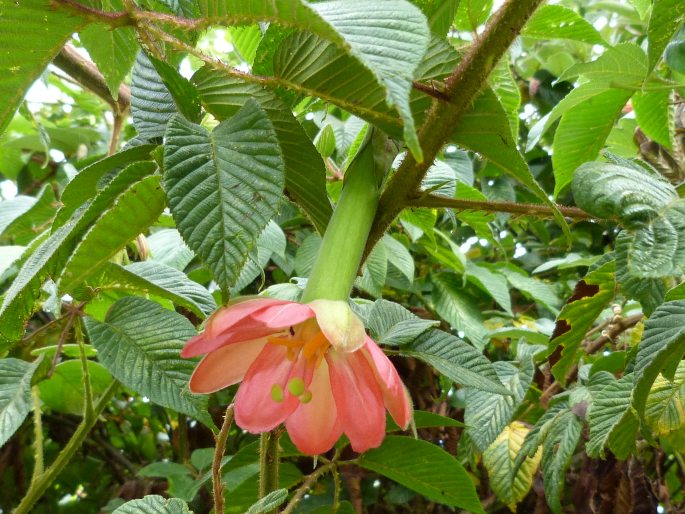 Passiflora mixta