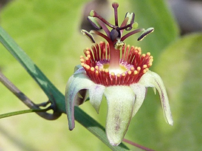 Passiflora ornithoura