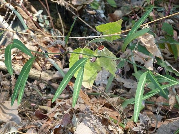 Passiflora ornithoura