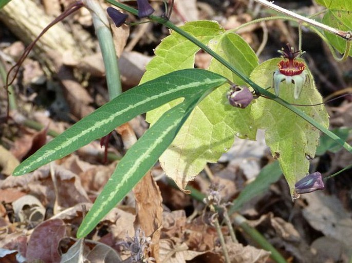 Passiflora ornithoura