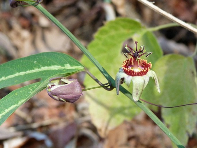 Passiflora ornithoura