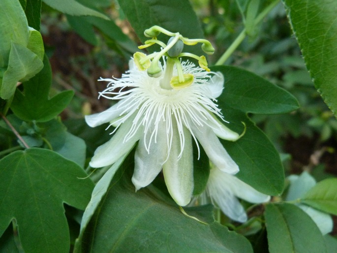 Passiflora subpeltata