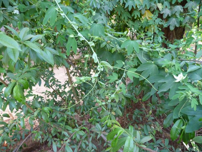 Passiflora subpeltata