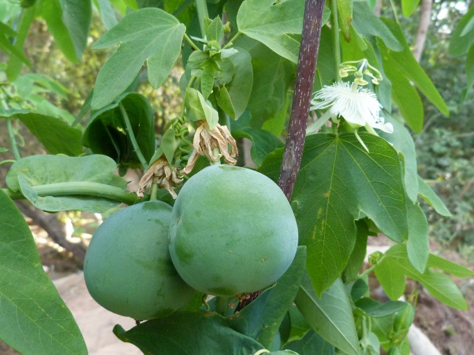 Passiflora subpeltata