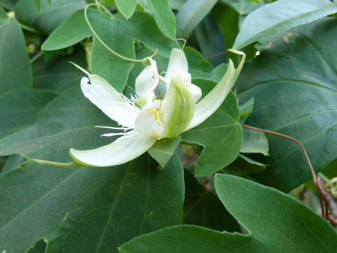 Passiflora subpeltata