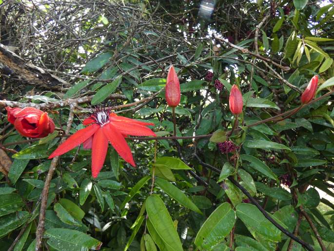 Passiflora miniata