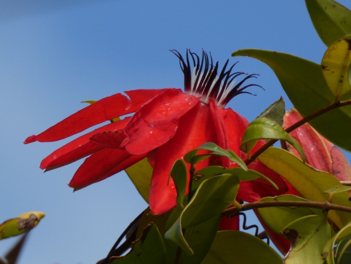 Passiflora miniata