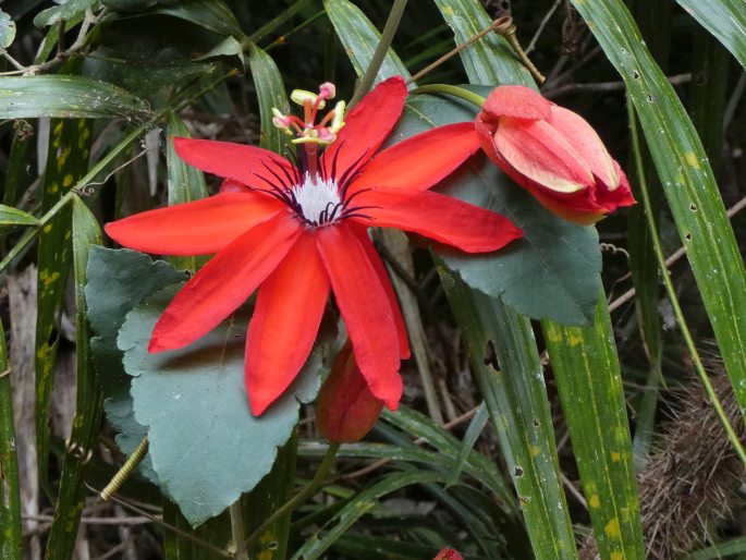 Passiflora miniata