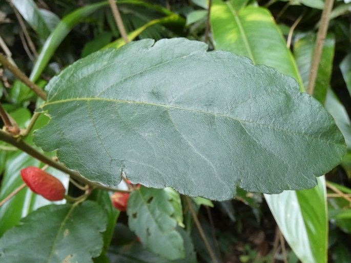 Passiflora miniata