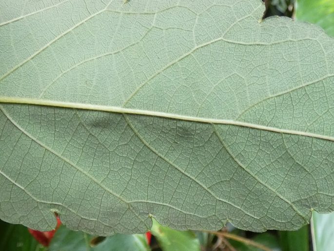 Passiflora miniata