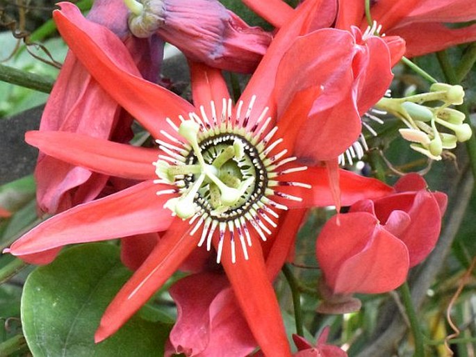 Passiflora princeps