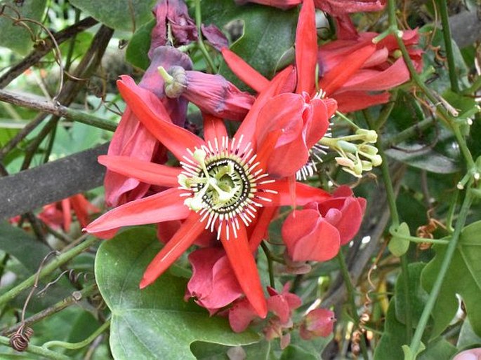 PASSIFLORA PRINCEPS G. Lodd. – mučenka