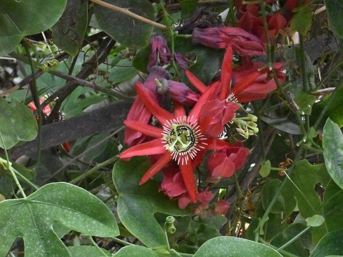 Passiflora princeps