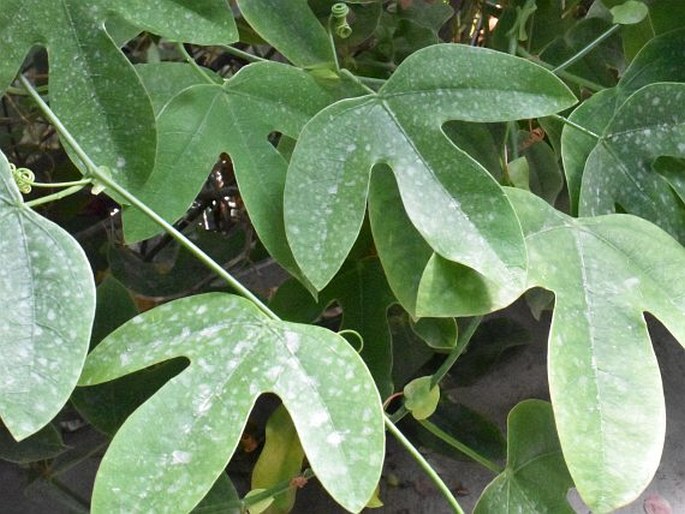 Passiflora princeps