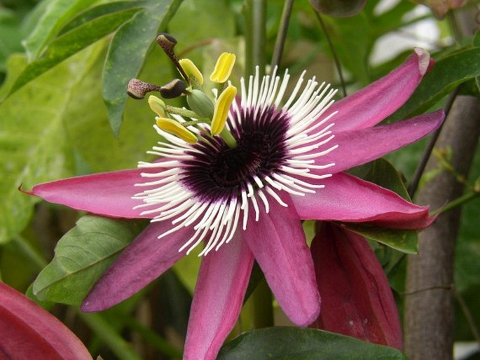 PASSIFLORA ×VIOLACEA Loisel.