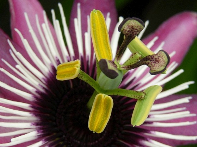 Passiflora ×violacea