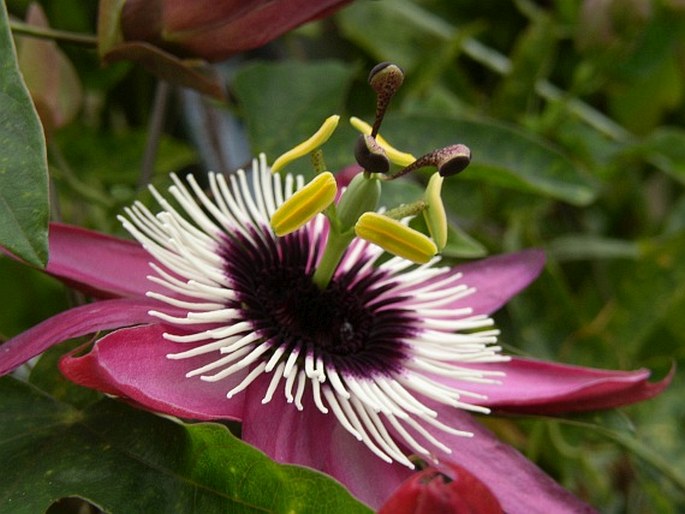 Passiflora ×violacea
