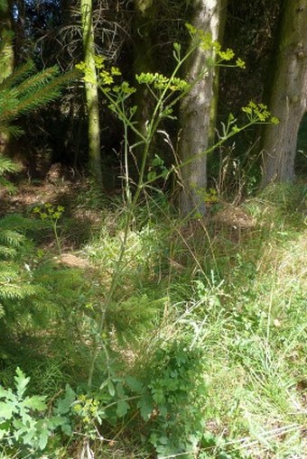 Pastinaca sativa subsp. urens