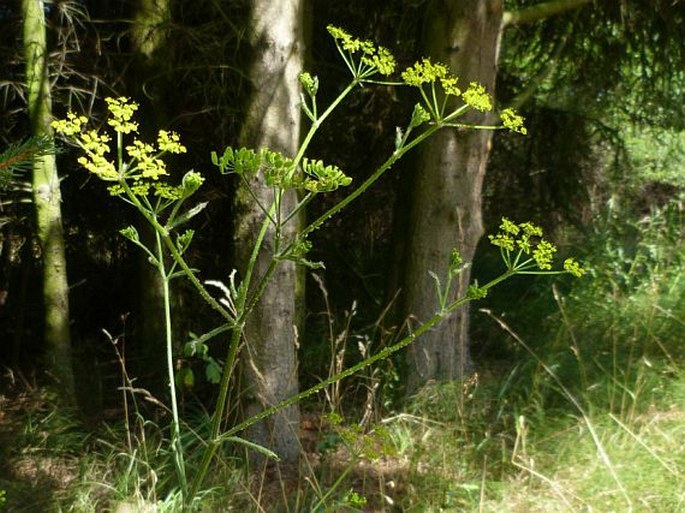 PASTINACA SATIVA subsp. URENS (Godr.) Čelak. - pastinák setý tmavý /  paštrnák siaty