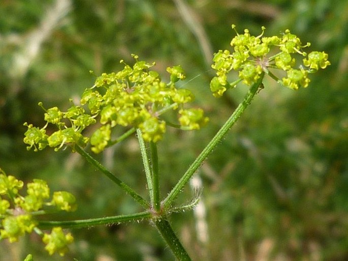 Pastinaca sativa subsp. urens