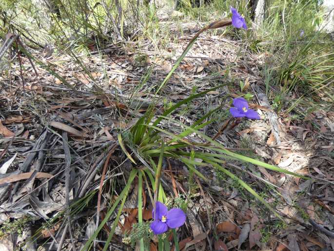 Patersonia sericea