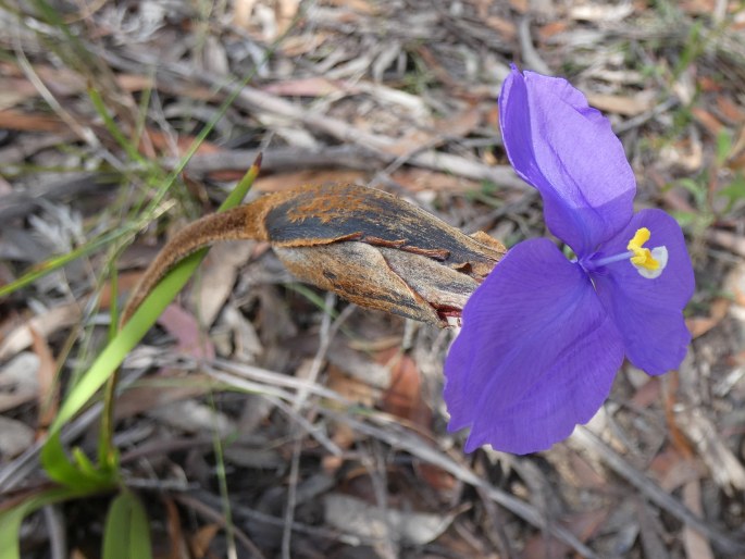 Patersonia sericea