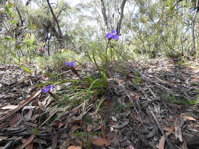 Patersonia sericea