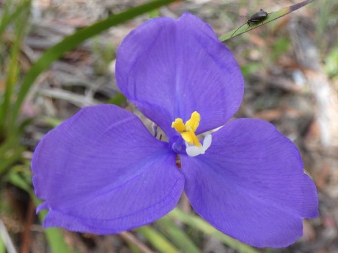 Patersonia sericea