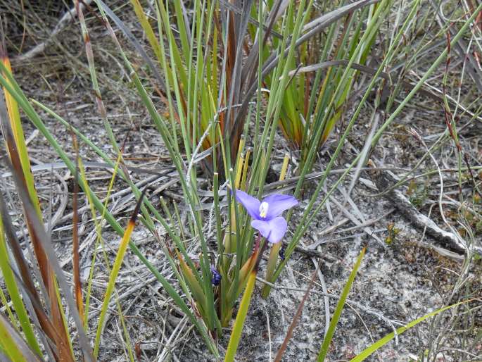 Patersonia fragilis