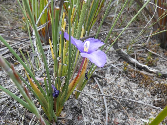 Patersonia fragilis