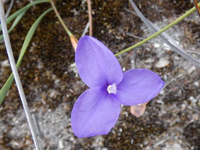 Patersonia fragilis