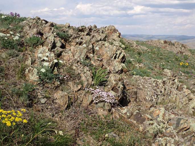 Patrinia sibirica