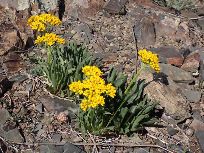 Patrinia sibirica